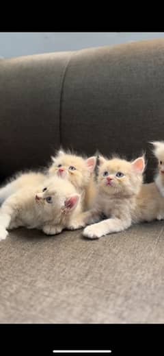 beautiful fawn semi punch CFA Bloodline kittens