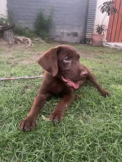 Labrador 2 months old male dog, vaccinated, trained