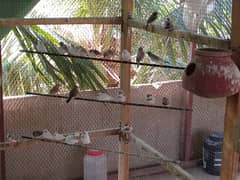 mix mutations finches breeding colony for sale