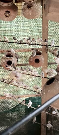 mix mutations finches breeding colony for sale
