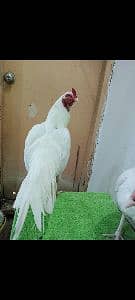seyed 
