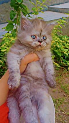 Persian tripple coated Grey female kitten 45 days