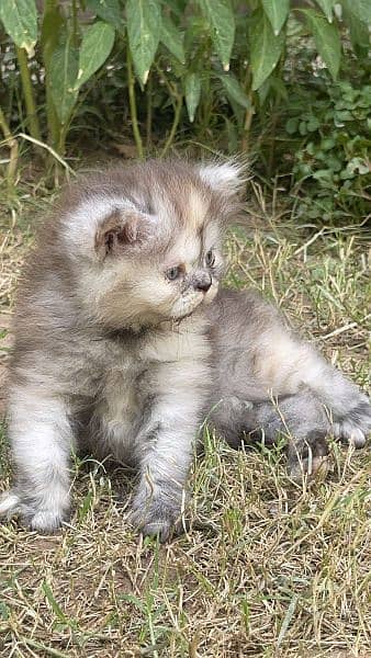 Persian tripple coated Grey female kitten 45 days 1