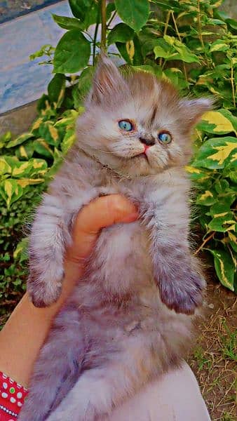 Persian tripple coated Grey female kitten 45 days 3