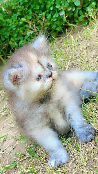 Persian tripple coated Grey female kitten 45 days 4