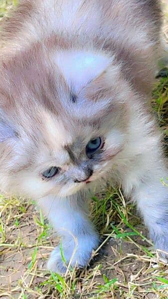 Persian tripple coated Grey female kitten 45 days 5
