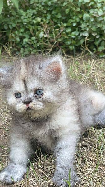 Persian tripple coated Grey female kitten 45 days 6