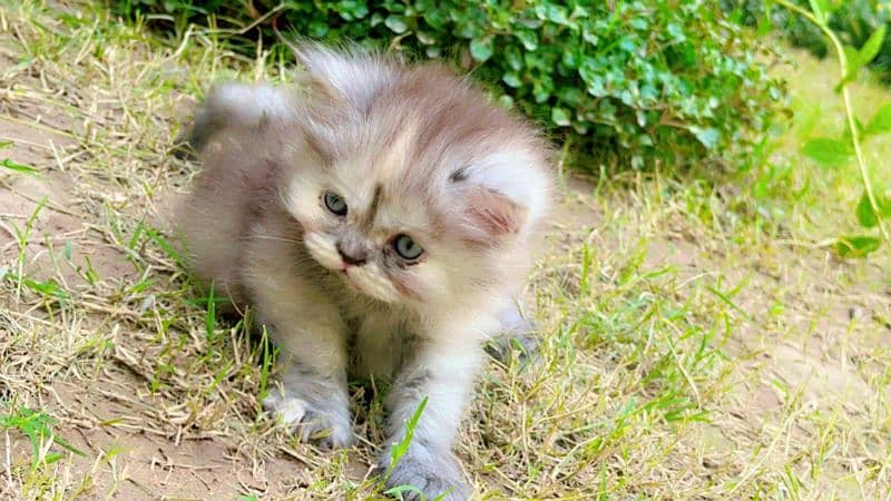 Persian tripple coated Grey female kitten 45 days 7