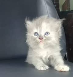 pure Persian kitten