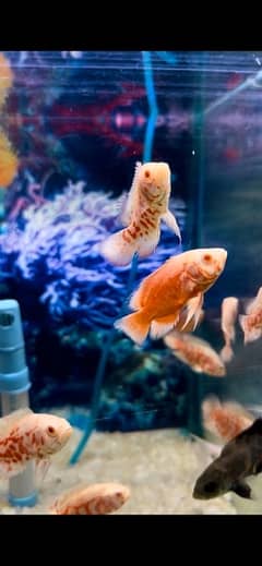 oscar , oranda goldfish , blackmoor ,  angels , arowana