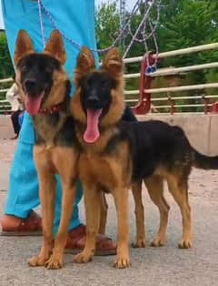 king shepherd pair available for sale