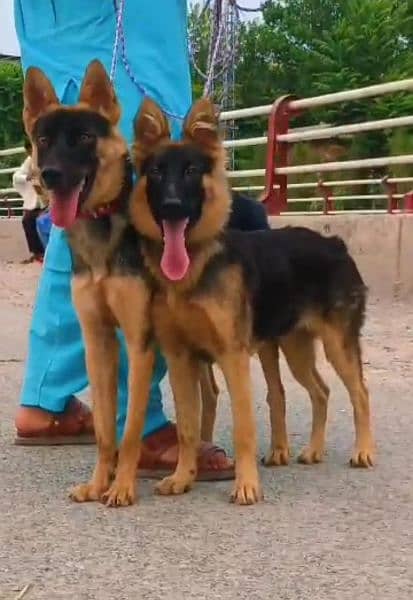 king shepherd pair available for sale 1