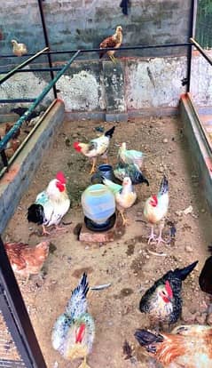 golden misre hens and roasters for sale