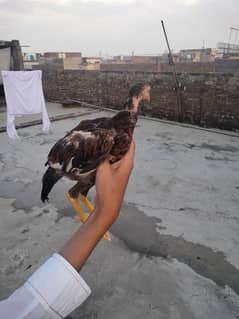 pure Mianwali aseel chicks for sale