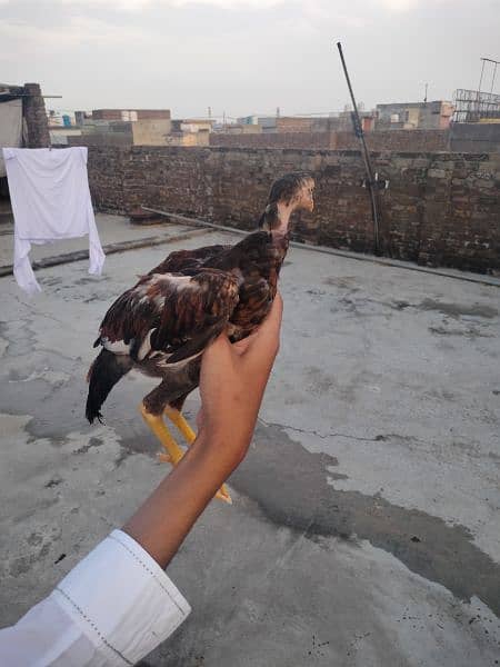 pure Mianwali aseel chicks for sale 0