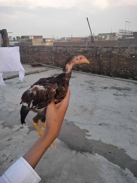 pure Mianwali aseel chicks for sale 1