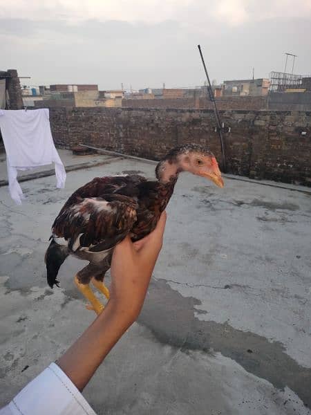 pure Mianwali aseel chicks for sale 2