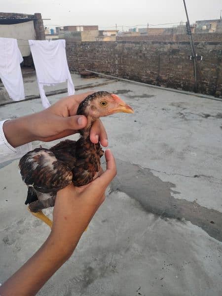 pure Mianwali aseel chicks for sale 3