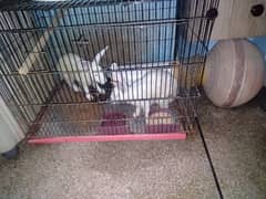 White Red Eyes Rabbits Pair Cage&Matka Bachy Deny waly hn 0307 4395813