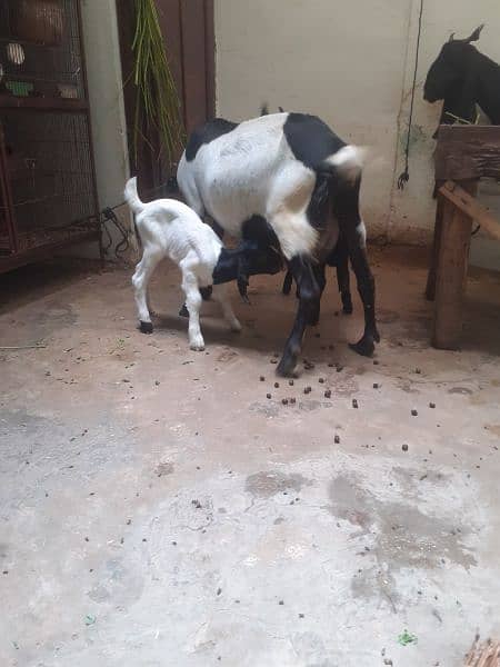 goat with kids 03154225575 wtsapp 2