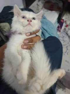 Persian kitten available for sale til 10th July