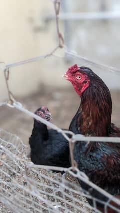 eggs of lasani and mianwali