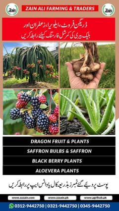 Dragon fruits plants & Seeds Available  Location Lahore  Delivery ava