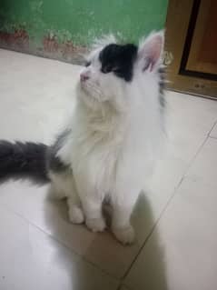 persion cat