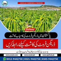 1 Dragon fruits plants & Seeds Available  Location Lahore  Delivery a