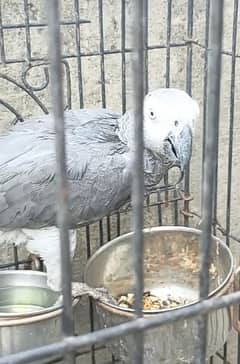 gray parrote male