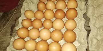 Asterlorp /Lohmann Brown /Fertile Eggs