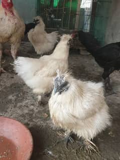 Eggs Lying Silkie Females for sale
