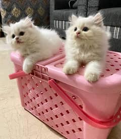 2months persian kitten pair! tained! tripple coated!