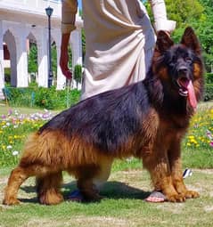 proper long coat German Shepherd dog  male  for sale