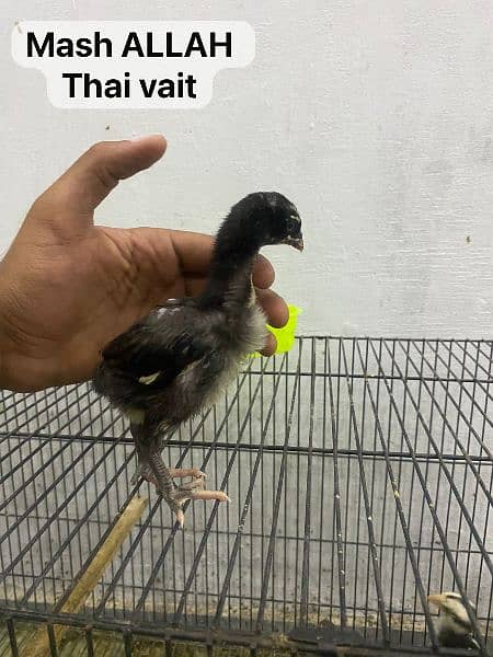 thai vait galwa neck locker chicks 2