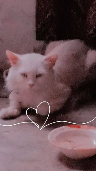 Persian Cat / Persian Kitten/ Double coded Cat for sale 3