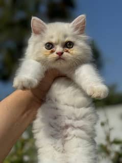 Persian  kitten