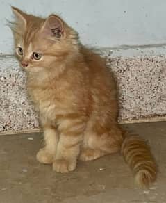 persian kittens white & Golden vaccinated 4 months