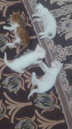 Persian Kittens