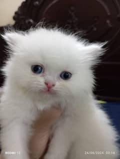 Punch Face white kitten persian triple coated Blue Eyes