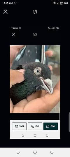 Pigeon for sale in urgent sale in Lahore