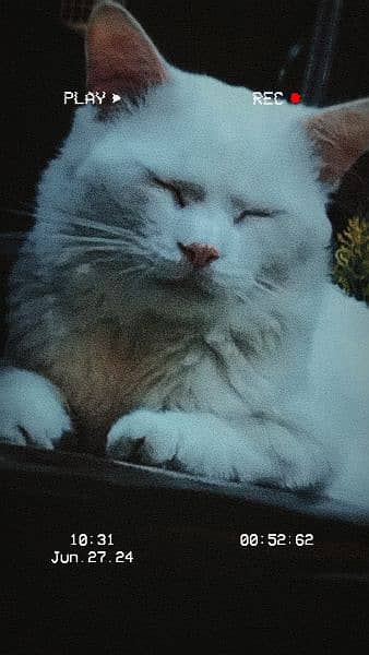 white persian cat 1