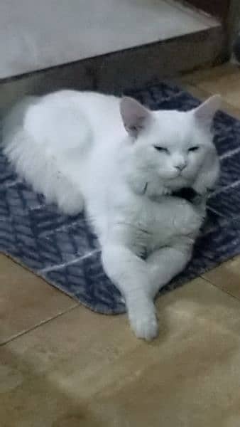 white persian cat 3
