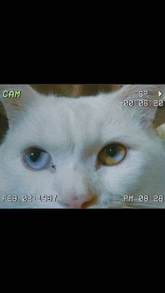 white persian cat 4