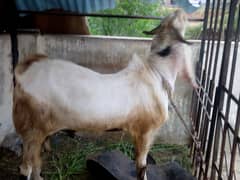 Gulabi breeder | Andu bakra