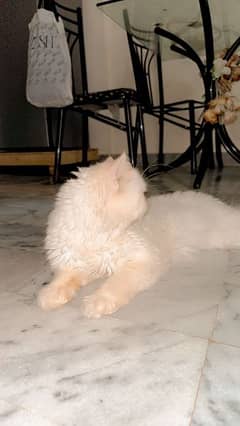 Persian White Cat