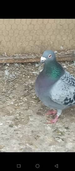 qasid pigeon pair