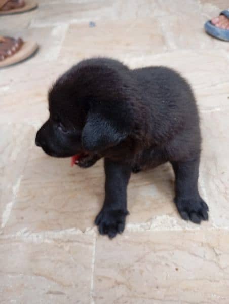 Afghan kuchi Russian puddle shitzu al breeds available for sale 14