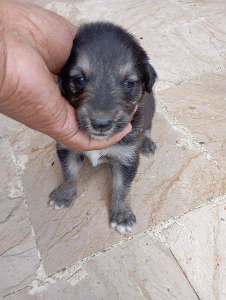 Afghan kuchi Russian puddle shitzu al breeds available for sale 17