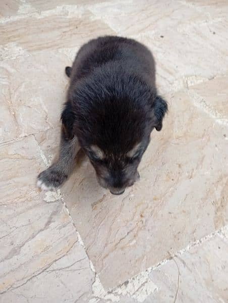 Afghan kuchi Russian puddle shitzu al breeds available for sale 18